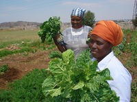 ソウェト菜園：地域住民が学校の敷地を利用して菜園を作っている。