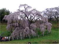 震災後も美しくたくましい花を咲かせる三春の「滝桜」
