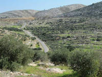 オリーブ畑が広がる（ヨルダン川西岸地区）