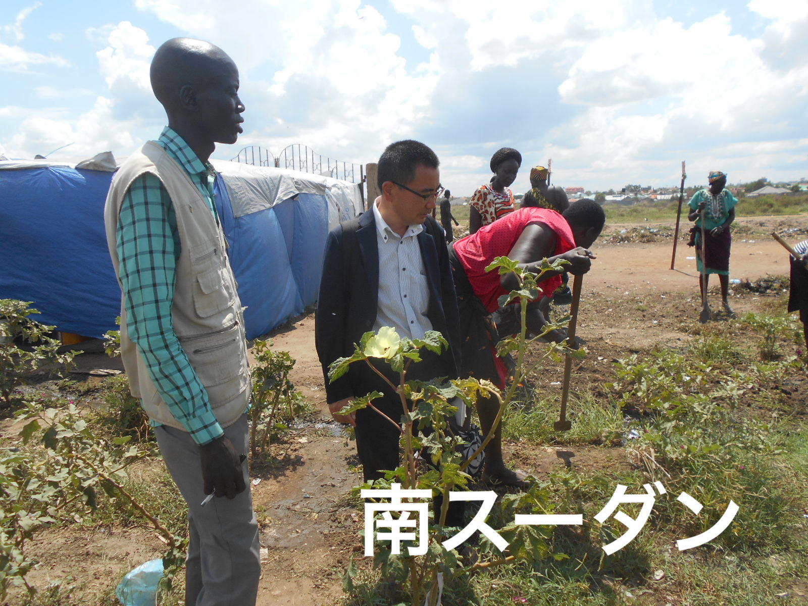 南スーダン　写真　種子・農具の支援によりたくさんの作物が育っていた（マンガデン）.JPG