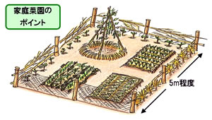 だれでも実践できる、家庭菜園のポイント