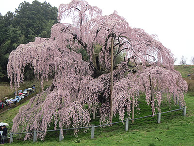 日本三大桜の一つ、三春の「滝桜」