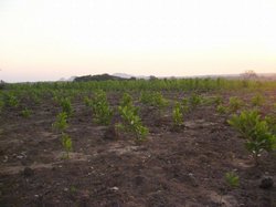 海外のアグリビジネスによってアカシアが植林されている土地。奥の山のほうまで広がっている土地争奪の現場だ。