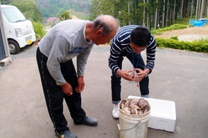 お世話になっている方に、とれたてのホタテを分けていただきました。孫のようにかわいがってくださいます