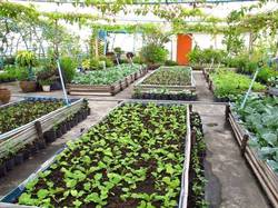 SAFTのCity Farm活動の一例（屋上菜園）