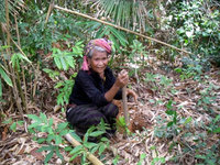 はがき1枚で...植樹用苗木