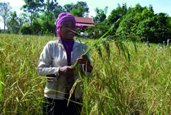 稲作改善に取り組んで収量が増えた農家。
