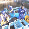 wakame2.jpg