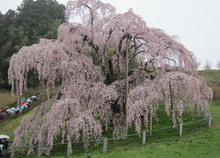 三春町、日本三大桜のひとつである滝桜。
