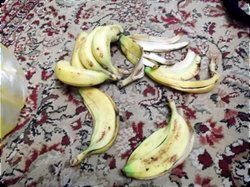 ちょっとちょっと、バナナ食べすぎじゃないですか～？