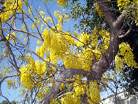 チャンバルハルの花