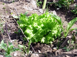 レタスが植えられていました