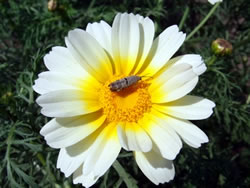 マーガレットと思われる