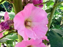 ハイビスカス系でしょうか