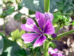 紫色の小さな花