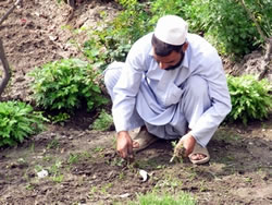 草取りまでしてくれる