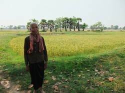 収穫を待つメアチさんの田んぼ