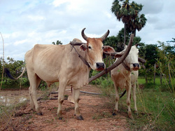 まずは、牛で田んぼを耕します。お疲れ様でした。