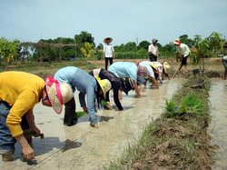 スタッフ、ボランティア総出での田植えの様子。