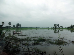 田んぼが湖のようになっていました