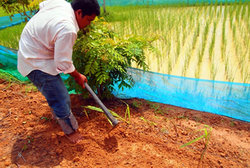 汗だくになりながら穴を掘る農場長のソカー
