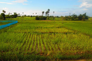 カンボジアに来た当初、まだ青々としていた田んぼ