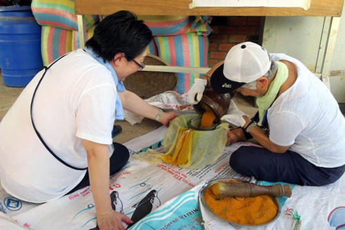 農場でとれたターメリックを粉にして、料理や薬に使います