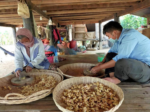 こちらは生姜を加工中。カンボジアの食卓にあがることも多い食材なので、自宅で余った分を出荷に回します