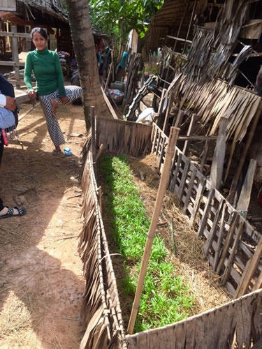 研修の後すぐに自宅の敷地に植えてみたそうです