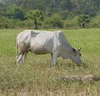 干上がった田でイネを食べる牛