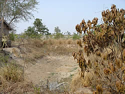 農村事務所の池