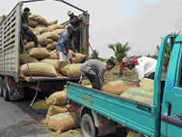 4月にバッタンバンから60tの種籾を買い付け、対象村の全家庭に20�sずつ配布。各農家では、さっそく苗床づくりを始めた。 