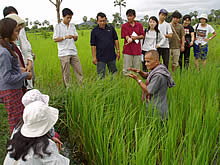 「幼苗一本植え」の実践を見学する