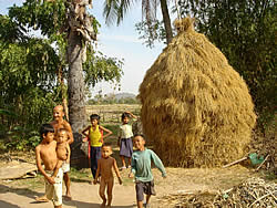 タップラブ村の農家の庭先に稲ワラが山積みになっている。コメと同様、牛の餌となるワラも大変重要。干ばつで飲み水だけではなく、牛がえさとするワラや草もほとんど生えないという状況が続いたが、今年は十分なワラが確保できたため牛の健康状態も良好である。