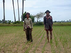 JVCの研修に参加した息子から習い、幼苗一本植え（SRI）を実践する老夫婦。「初めての試みで不安もあるが、他の地域で成功している農民がいると聞きチャレンジしてみた。」