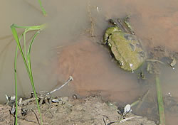 田んぼの蟹は食料にもなるが苗を切ることもある