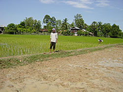 手前がＳＲＩの田植え直後。苗が見えず不安も