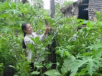 研修を受け初めてグアバを植えた農家に助言するノーン