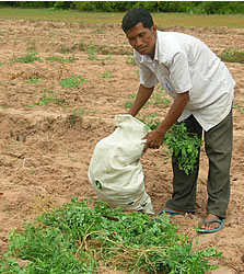 緑肥を入れるソーソン先生（55才）