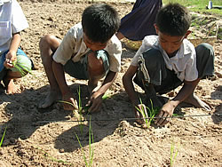 苗は1本ずつ植える