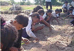 苗をまっすぐに植えておくと草取りがやりやすい