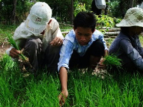 苗床で苗を取る生徒