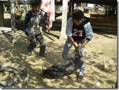 ワクチンのため豚をつかまえる村人