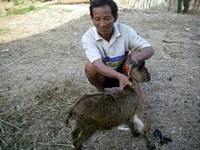 村人の手に渡ったヤギ