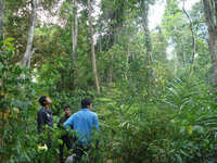 NTFPの生育を確認する調査団