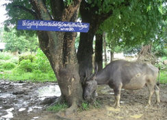 意思啓発の看板の傍にたたずむ水牛