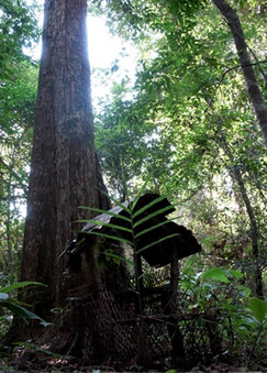 精霊林内の精霊を祀る祠