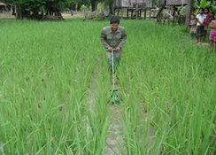 早速除草機を試すSRI実践農家