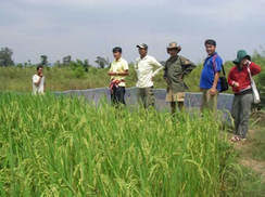 ご近所さんの田を見る参加者たち
