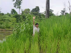 順調に育った陸稲（写真は9月）